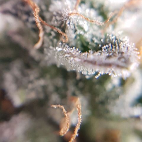 Bruce Banner Auto growlog photo: Buds looking good, a few Amber tricones appearing so hopefully a few more days. 
