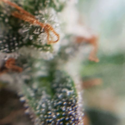 Bruce Banner Auto growlog photo: Buds looking good, a few Amber tricones appearing so hopefully a few more days. 