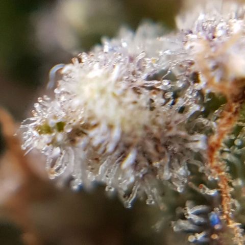 Bruce Banner Auto growlog photo: Buds looking good, a few Amber tricones appearing so hopefully a few more days. 
