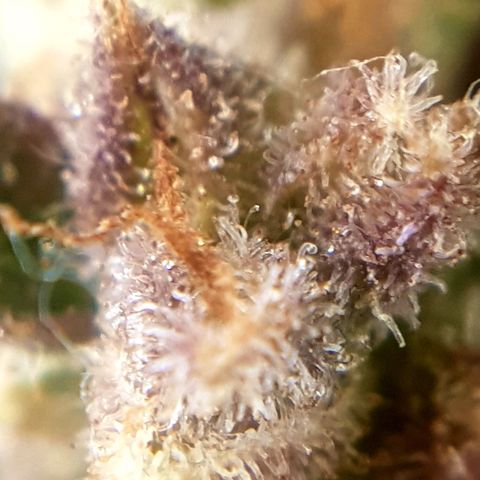 Bruce Banner Auto growlog photo: Still got more time too go! 