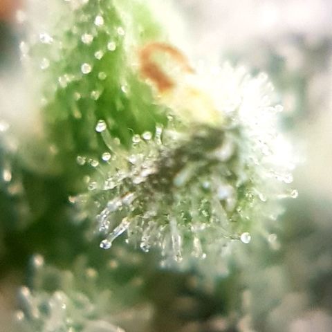 Bruce Banner Auto growlog photo: Still got more time too go! 