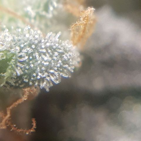 Bruce Banner Auto growlog photo: Still got more time too go! 