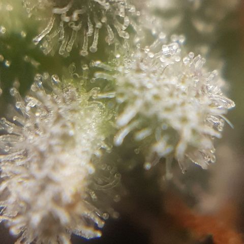 Bruce Banner Auto growlog photo: Still got more time too go! 