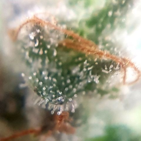 Bruce Banner Auto growlog photo: Still got more time too go! 
