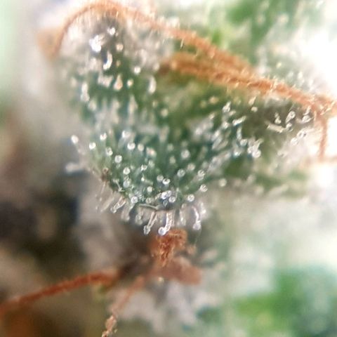 Bruce Banner Auto growlog photo: Still got more time too go! 