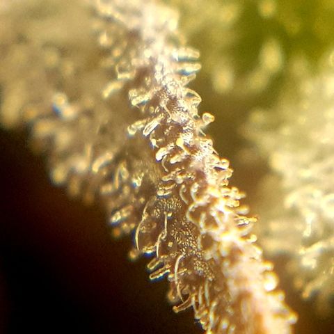 Bruce Banner Auto growlog photo: Still got more time too go! 