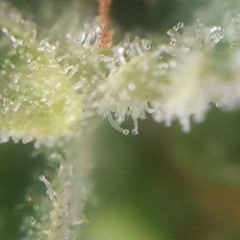Bruce Banner Auto growlog photo: Still got more time too go! 