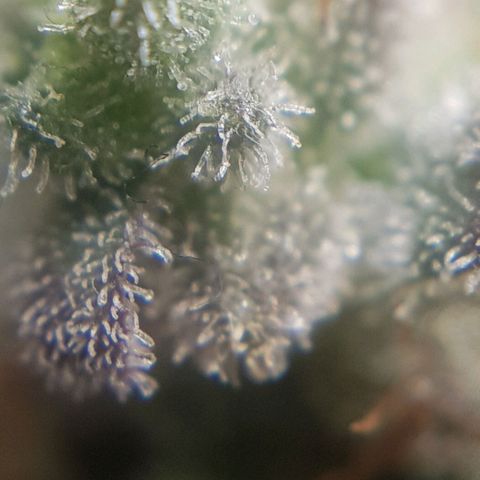 Bruce Banner Auto growlog photo: Still got more time too go! 