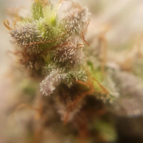 Bruce Banner Auto growlog photo: Still got more time too go! 