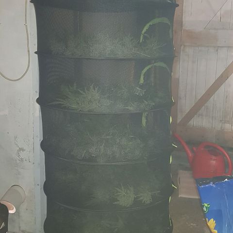 Bruce Banner Auto growlog timeline photo