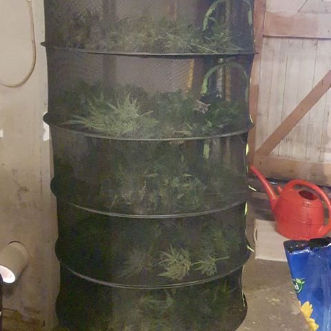 Bruce Banner Auto growlog timeline photo