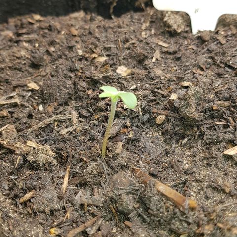 Auto Grow Cannabis group grow  #1 growlog timeline photo