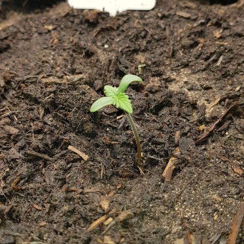 Auto Grow Cannabis group grow  #1 growlog timeline photo