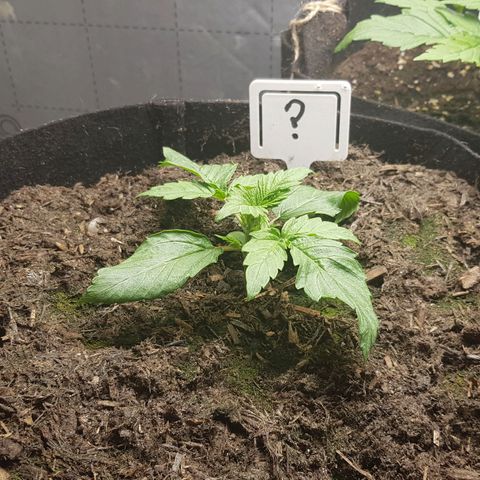 Auto Grow Cannabis group grow  #1 growlog photo: Leaves look a bit wilted. 
