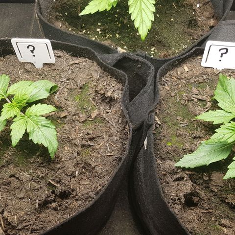 Auto Grow Cannabis group grow  #1 growlog photo: Leaves look a bit wilted. 