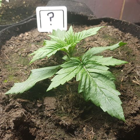 Auto Grow Cannabis group grow  #1 growlog photo: Leaves look a bit wilted. 