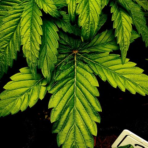 Auto Grow Cannabis group grow  #1 growlog photo: Week 4 update photos. 