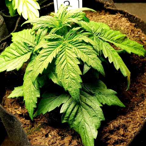 Auto Grow Cannabis group grow  #1 growlog photo: Week 4 update photos. 