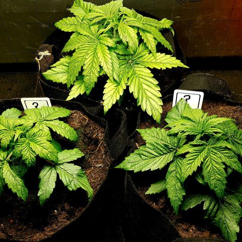 Auto Grow Cannabis group grow  #1 growlog photo: Week 4 update photos. 