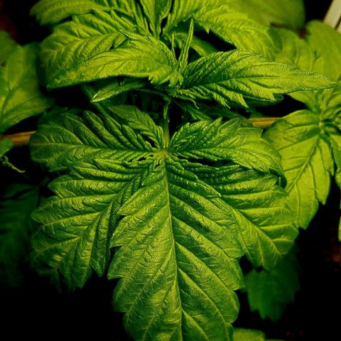 Auto Grow Cannabis group grow  #1 growlog photo: Week 4 update photos. 
