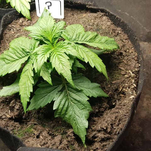 Auto Grow Cannabis group grow  #1 growlog photo: Week 4 update photos. 