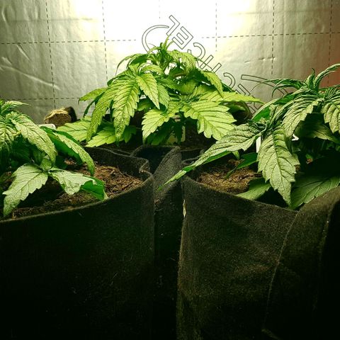 Auto Grow Cannabis group grow  #1 growlog photo: Week 4 update photos. 