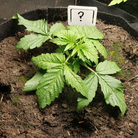 Auto Grow Cannabis group grow  #1 growlog photo: Week 4 update photos. 