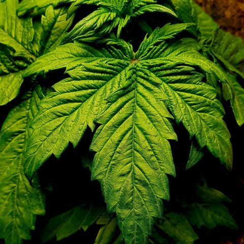 Auto Grow Cannabis group grow  #1 growlog photo: Week 4 update photos. 