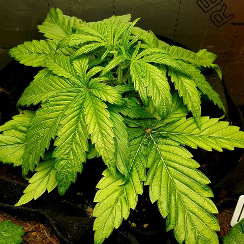 Auto Grow Cannabis group grow  #1 growlog photo: Week 4 update photos. 