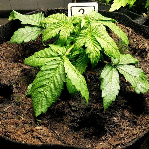 Auto Grow Cannabis group grow  #1 growlog photo: Week 4 update photos. 