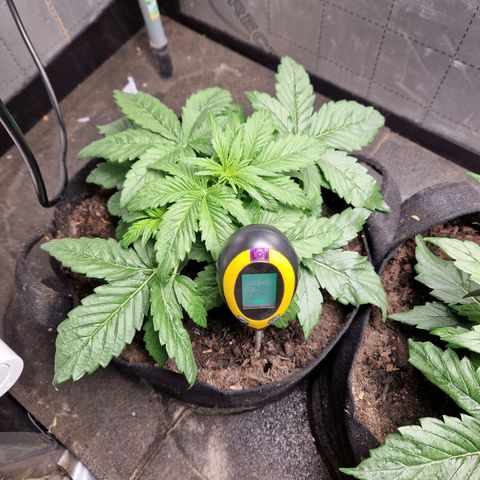 Auto Grow Cannabis group grow  #1 growlog timeline photo