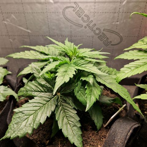 Auto Grow Cannabis group grow  #1 growlog timeline photo