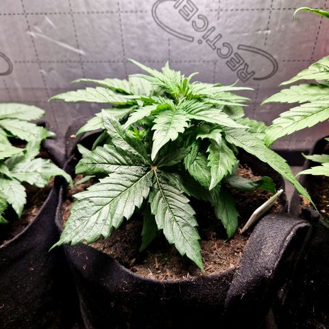 Auto Grow Cannabis group grow  #1 growlog timeline photo