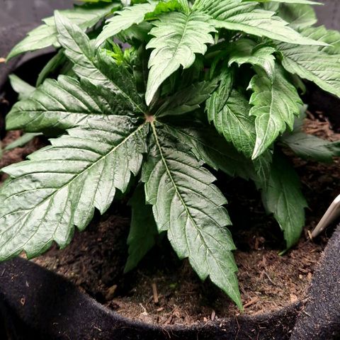 Auto Grow Cannabis group grow  #1 growlog timeline photo