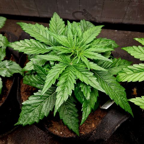 Auto Grow Cannabis group grow  #1 growlog timeline photo