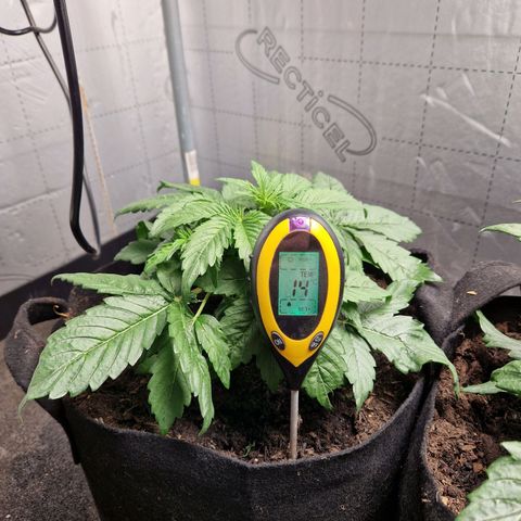 Auto Grow Cannabis group grow  #1 growlog timeline photo