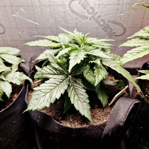 Auto Grow Cannabis group grow  #1 growlog timeline photo