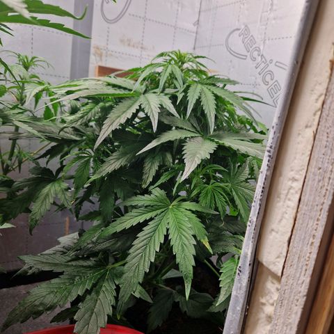 Auto Grow Cannabis group grow  #1 growlog timeline photo