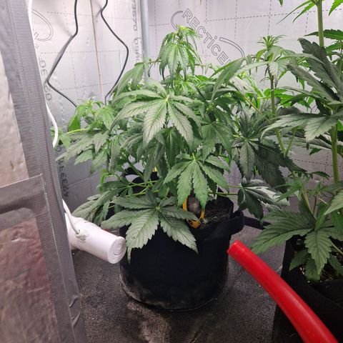 Auto Grow Cannabis group grow  #1 growlog timeline photo