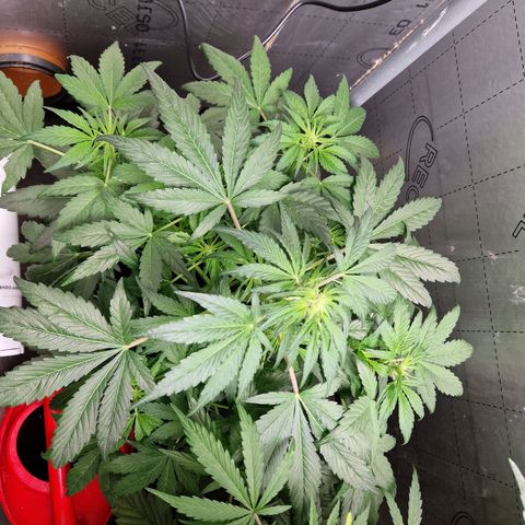 Auto Grow Cannabis group grow  #1 growlog timeline photo