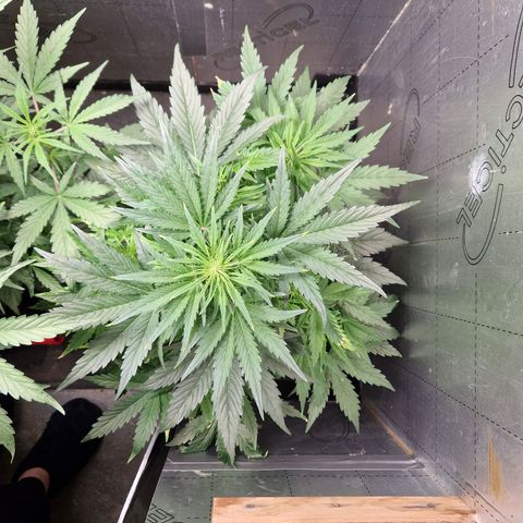 Auto Grow Cannabis group grow  #1 growlog timeline photo
