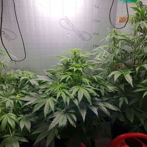 Auto Grow Cannabis group grow  #1 growlog photo: All going well . Both averaging 80cm in height. 