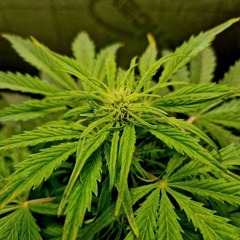 Auto Grow Cannabis group grow  #1 growlog photo: All going well . Both averaging 80cm in height. 