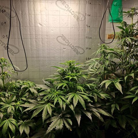 Auto Grow Cannabis group grow  #1 growlog photo: All going well . Both averaging 80cm in height. 