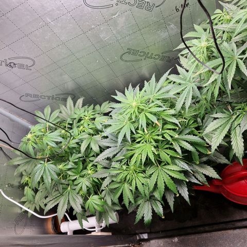 Auto Grow Cannabis group grow  #1 growlog photo: All going well . Both averaging 80cm in height. 