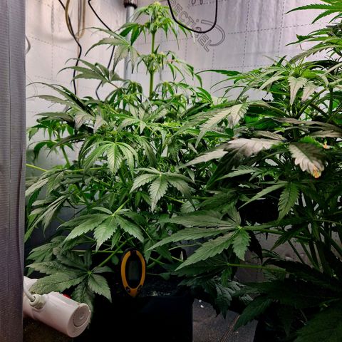 Auto Grow Cannabis group grow  #1 growlog photo: All going well . Both averaging 80cm in height. 