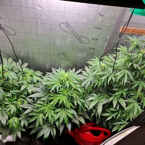 Auto Grow Cannabis group grow  #1 growlog photo: All going well . Both averaging 80cm in height. 