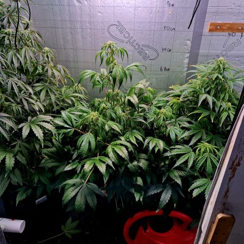 Auto Grow Cannabis group grow  #1 growlog timeline photo