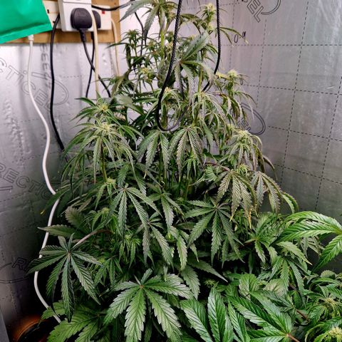 Auto Grow Cannabis group grow  #1 growlog timeline photo