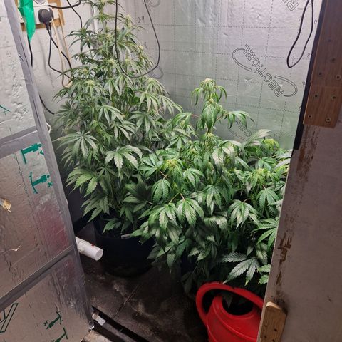 Auto Grow Cannabis group grow  #1 growlog timeline photo